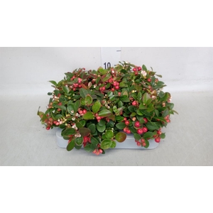 Gaultheria proc.