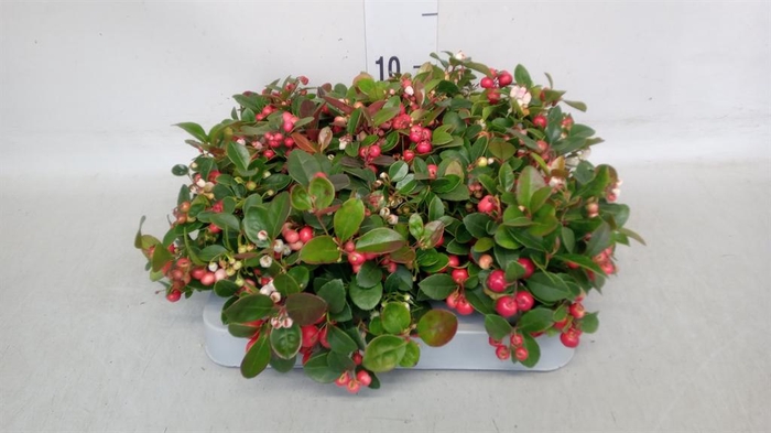<h4>Gaultheria proc.</h4>