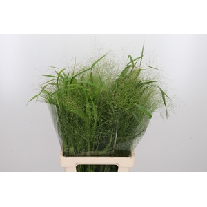 Panicum Fountain