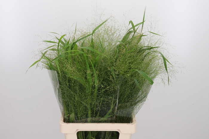 <h4>Panicum Fountain</h4>