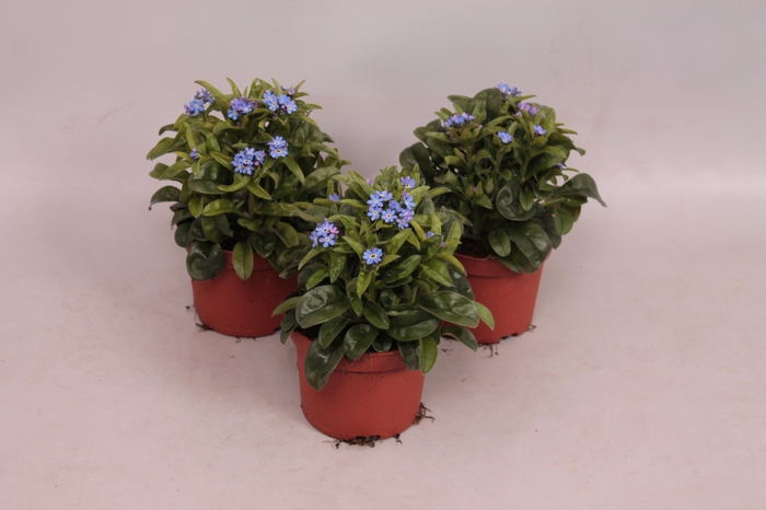 Myosotis Blue