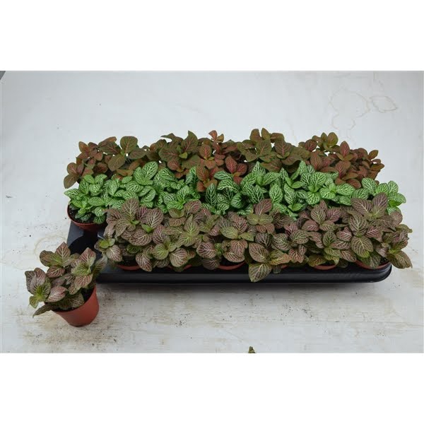 <h4>FITTONIA 3 KLEUREN MIX GROOTBLADIG 8,5 CM</h4>