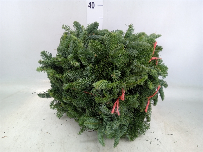 <h4>Kerst   ...Abies nobilis  /tak</h4>