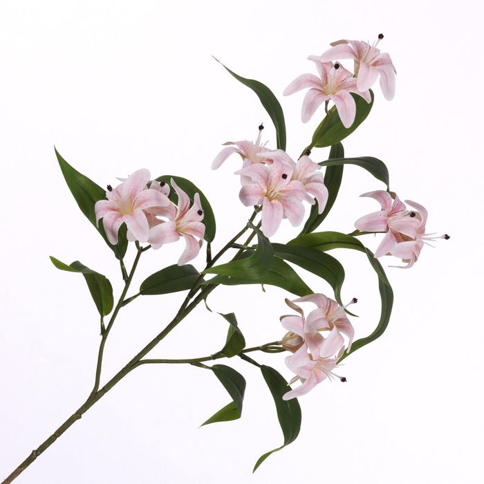 <h4>Lilium Spray Pink</h4>