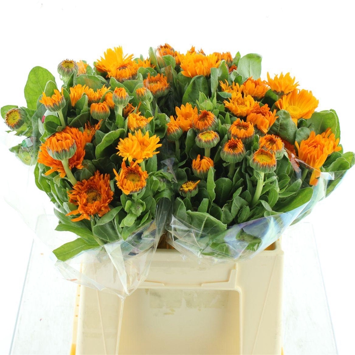 <h4>Calendula Orange</h4>