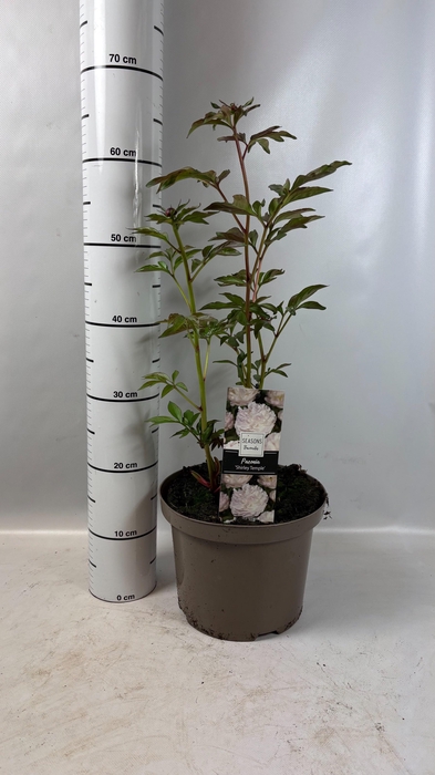 <h4>PAEONIA L GEM</h4>