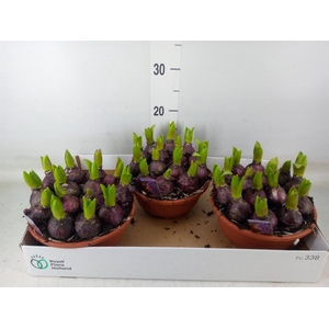 Hyacinthus orie. 'Pearl Blue'