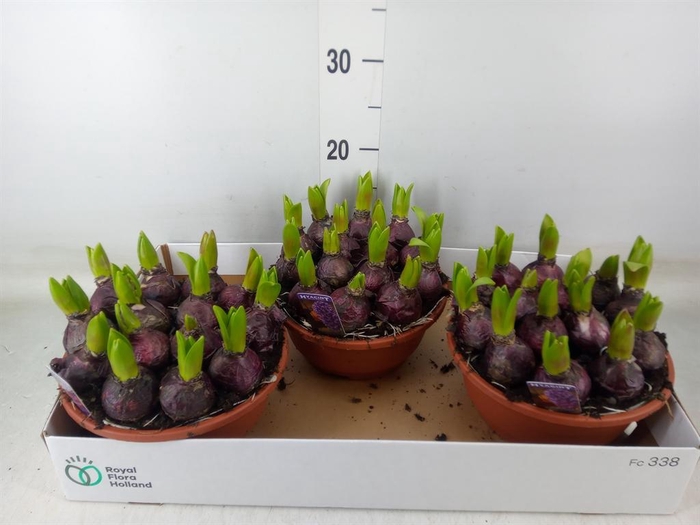 <h4>Hyacinthus orie. 'Pearl Blue'</h4>