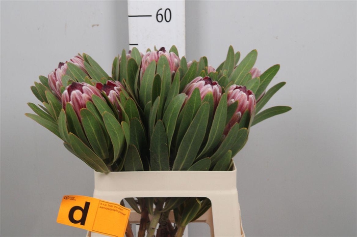 <h4>Protea Pink Ice</h4>