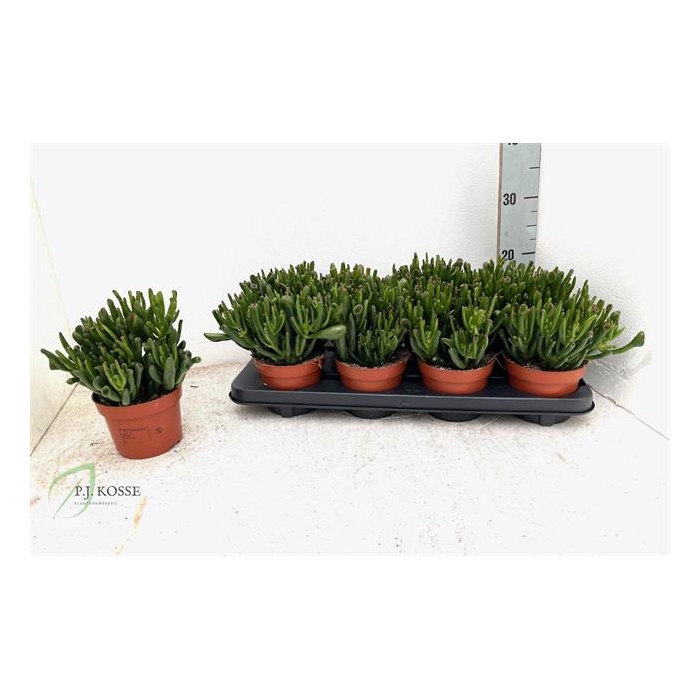 <h4>Crassula ovata Hobbit 12Ø 20cm</h4>