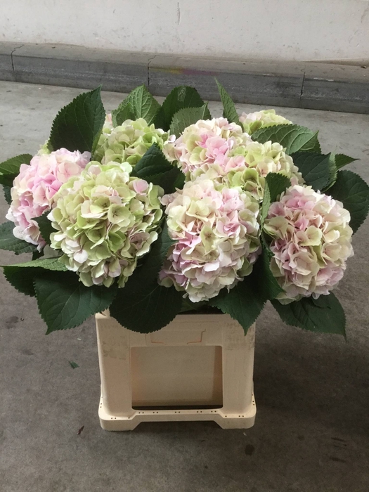 HYDR M VERENA CL