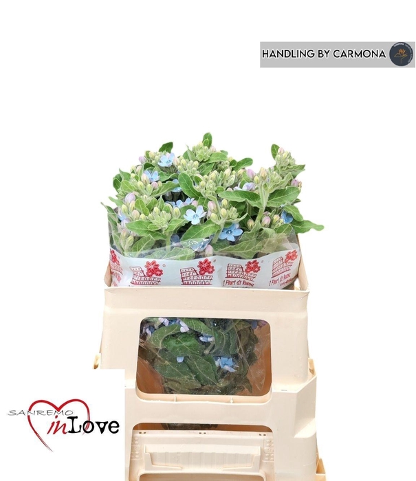 <h4>OXY CO TAN PURE BLU</h4>