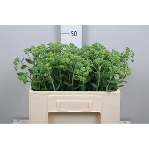 Sedum Spectabile
