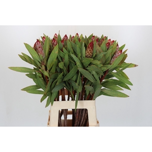 PROTEA ROBIJN