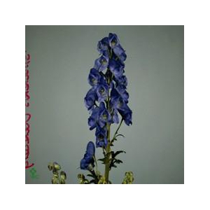 Aconitum car arendsii