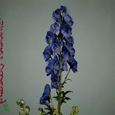 <h4>Aconitum car arendsii</h4>