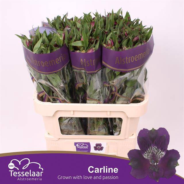 <h4>Alstroemeria carline</h4>