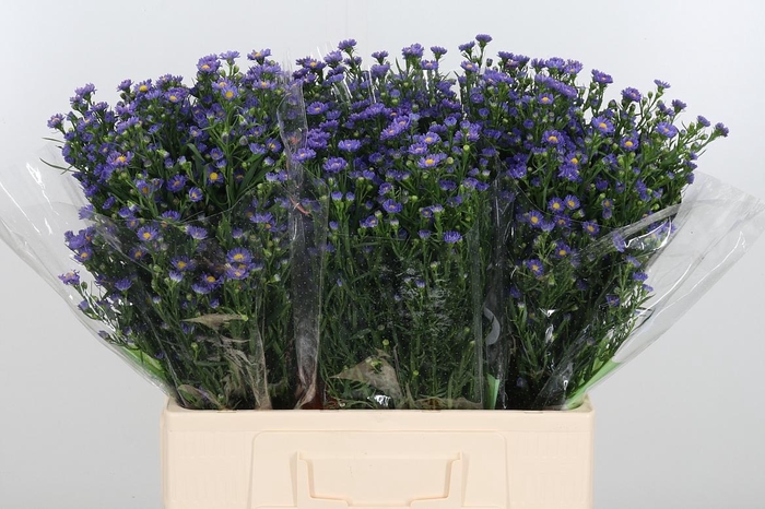 <h4>Ast Teeny Tiny Blue</h4>