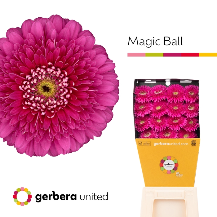 <h4>Gerbera Pomponi Magic Ball Diamond</h4>