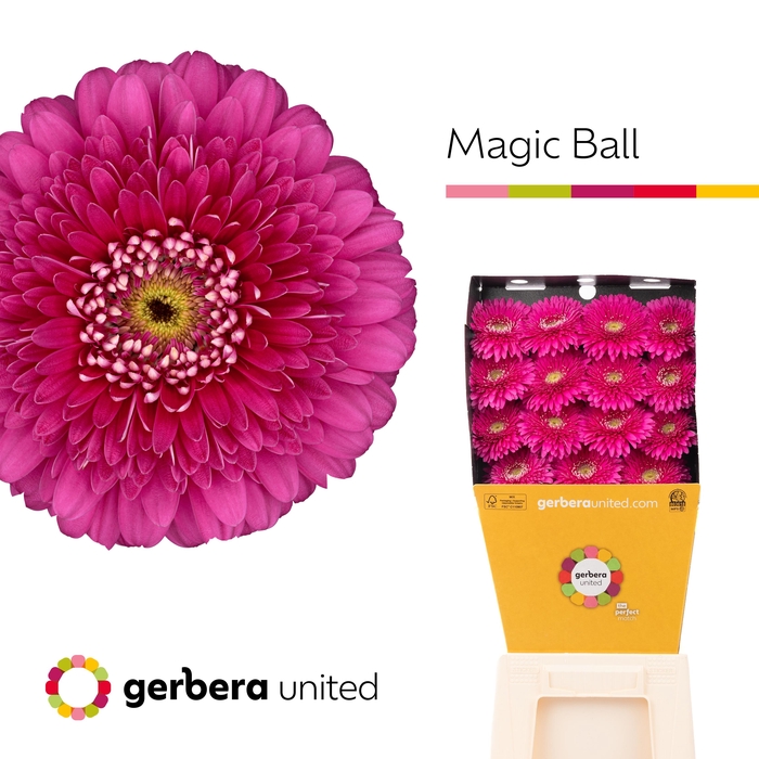 <h4>Gerbera Pomponi Magic Ball Diamond per kaart</h4>