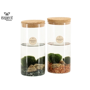 90723: Marimo arrangement