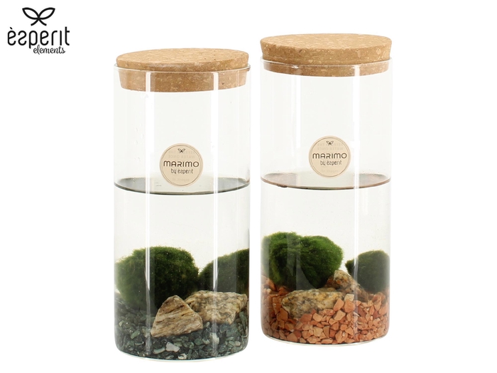<h4>90723: Marimo arrangement</h4>