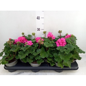 Pelargonium zona. 'ToscaSil Klaas'