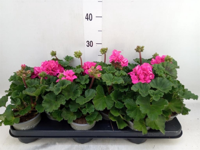 <h4>Pelargonium zona. 'ToscaSil Klaas'</h4>
