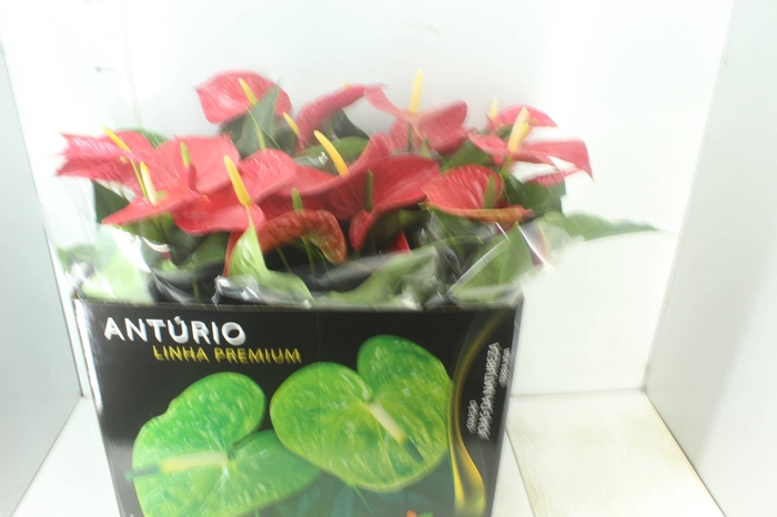 <h4>ANTHURIUM MICHIGAN P17 PREMIUM</h4>