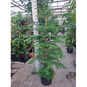 Araucaria heterophylla