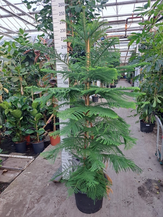 <h4>Araucaria heterophylla</h4>