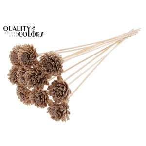 Shola Zinia 6cm on stem Wax Beige