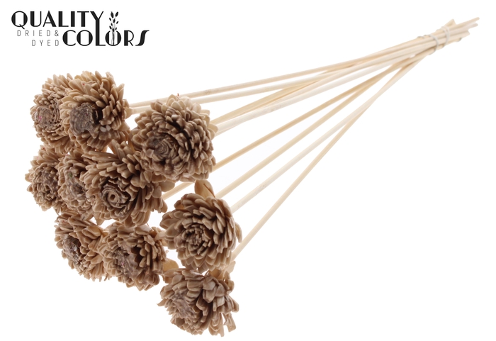 Shola Zinia 6cm on stem Wax Beige