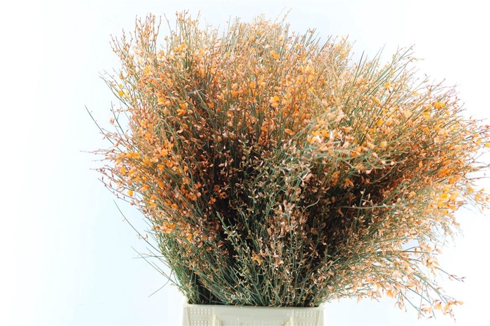 <h4>Ginster Orange 400 Gram</h4>