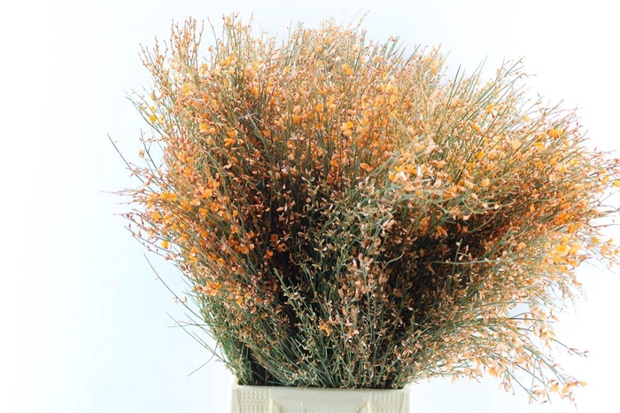 <h4>Ginster Orange 400 Gram</h4>