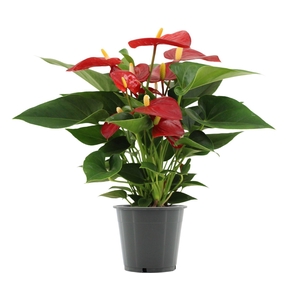 Anthurium 12 cm Micra in transparant sleeve