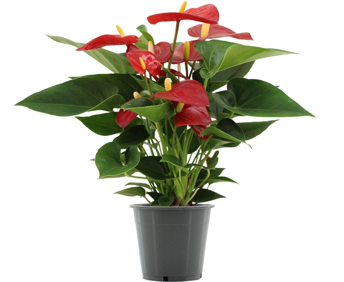 <h4>Anthurium 12 cm Micra in transparant sleeve</h4>