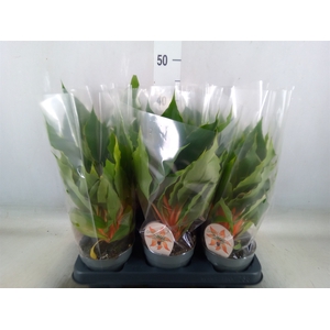 Chlorophytum orchi. 'Green Orange'