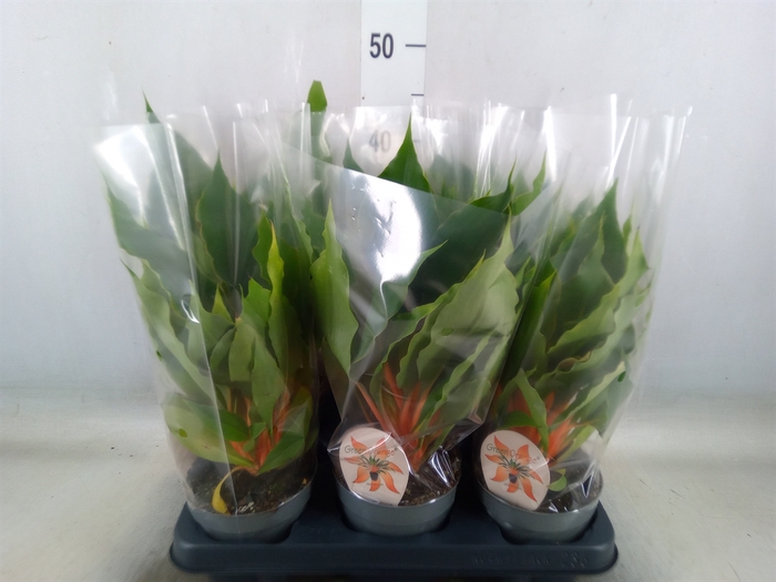 <h4>Chlorophytum orchi. 'Green Orange'</h4>