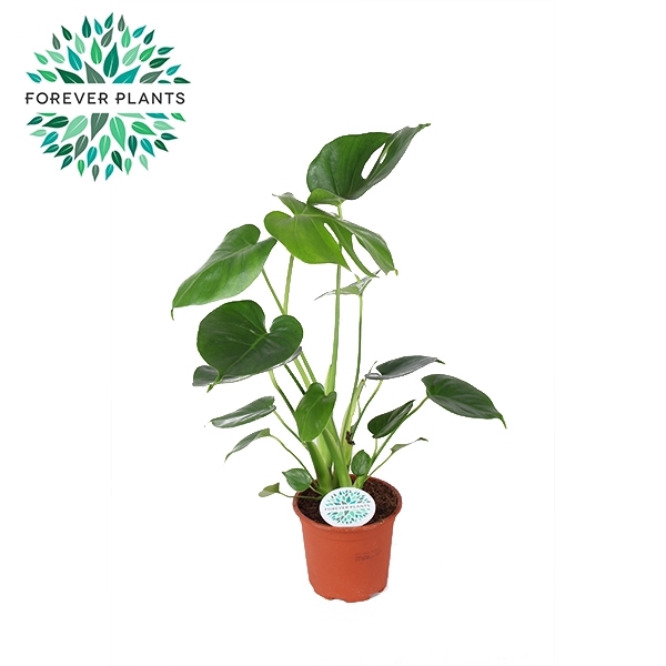 <h4>Monstera Deliciosa p14</h4>