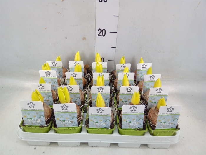 <h4>Hyacinthus orie. 'Pearl White'</h4>