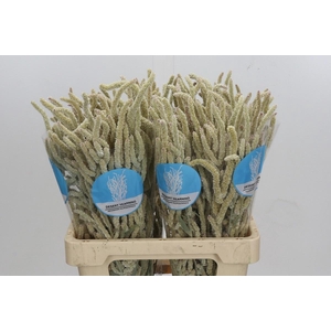 AMAR YEARMING DESERT