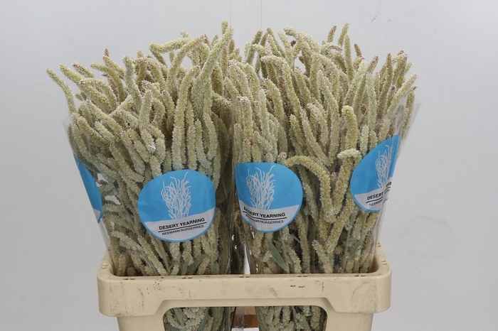 <h4>AMAR YEARMING DESERT</h4>