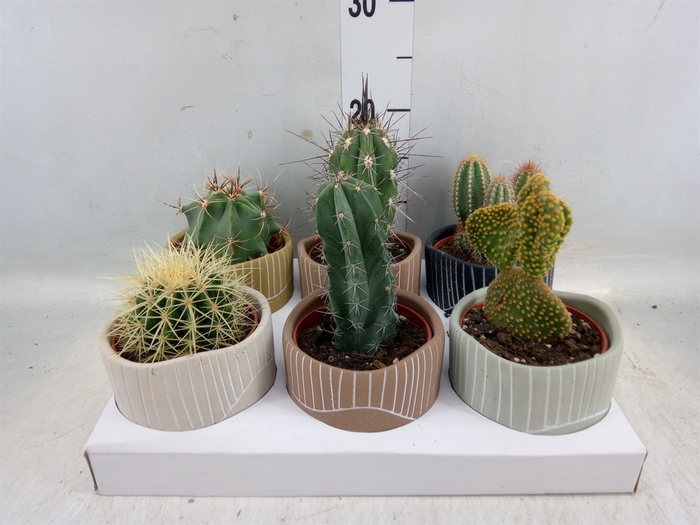 <h4>Cactus   ...</h4>