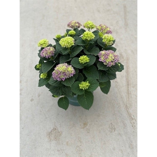 <h4>23 Hydrangea Magical Evolution Pink</h4>
