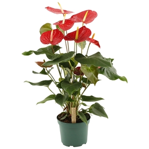 Anthurium Idaho 17cm