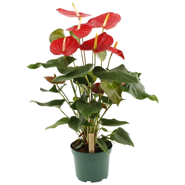 <h4>Anthurium Idaho 17cm</h4>