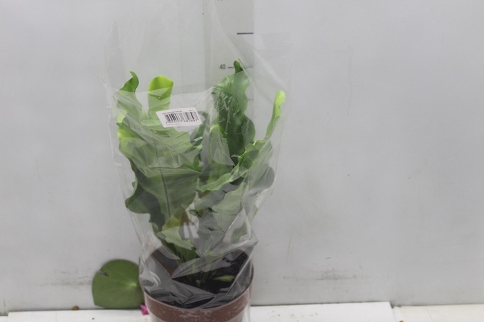 <h4>ASPLENIUM NIDUS P17</h4>