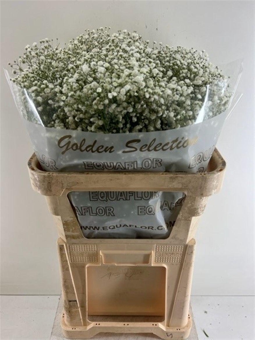 <h4>Gyps Pa Cosmic 40 Gr</h4>