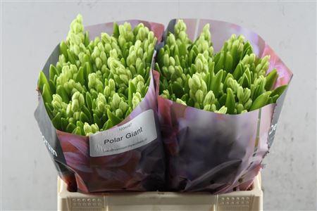 <h4>Hyac Polar Giant</h4>